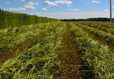 Les pailles de chanvre technique ont pu être pressées en octobre, dans de bonnes conditions.