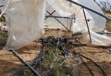 Le 4 juin dernier, triste constat du côté de Criquebeuf-sur-Seine et Martot, de nombreuses serres sont déchiquetées.