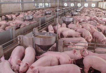 L’Ifip souligne que le porc peut être un acteur de la valorisation de nombreux coproduits.