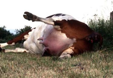 La gestion des animaux morts ne doit pas être un poids pour
les éleveurs.