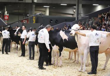 A l’issue du concours Prim’Holstein, le Gaec Christal à Saint-Vincent du- Boulay décroche les 3e et 11e rangs pour deux femelles en 4e lactation.