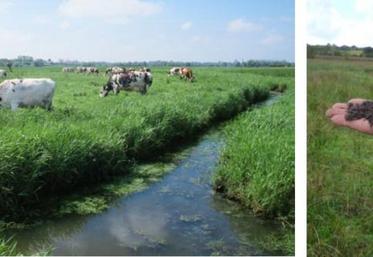 Des études réalisées en 1949 sur l’ensemble des régions tourbeuses françaises indiquaient que la Basse-Normandie (marais du Cotentin et du Bessin + marais de la Dives) constituait la 1re région
en termes de stockage de carbone. En 2018, elle est toujours la première région malgré une perte de 3 904 833 tonnes soit 9 % du stock initial en 70 ans.