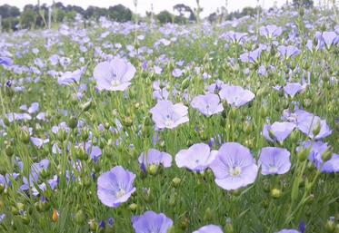 Le lin oléagineux est une culture peu couvrante, sensible à la concurrence des adventices.