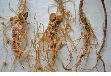 Comparaison de racines saines et racines avec aphanomyces.