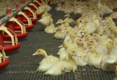 L’ensemble du territoire est concerné, ce qui représente environ 64 millions de canards à vacciner.