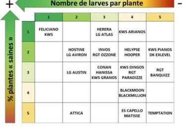 Groupes statistiques de l’analyse des résultats du nombre de larves par plante et du pourcentage de plantes « saines » des variétés évaluées
en 2022 (de 1 à 5 ; 1 : variétés ayant le meilleur comportement).