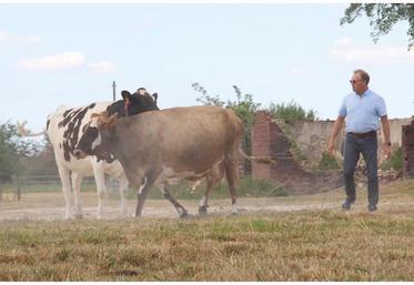 Partout dans l'Eure, les prairies ne sont plus que paillasson (comme ici chez Laurent Duclos à St-Mards-de-Fresne). Côté maïs et en certains endroits, la perte de rendement pourrait dépasser les 50 %, une situation fourragère qui vient aggraver la conjoncture.