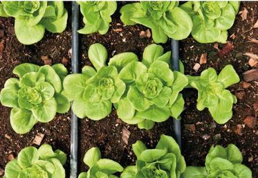 « En Bretagne, nous sommes en capacité d'irriguer seulement 39 % des surfaces de légumes pour l'industrie, contre 80 % dans les Hauts de France et 100 % en Nouvelle-Aquitaine », a regretté Jean-Claude Orhan.