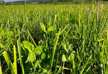 Les prairies multi-espèces sont incontournables pour tendre vers l’autonomie alimentaire et sécuriser les systèmes.