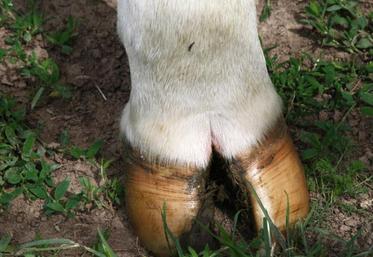 Le site boiteries-des-bovins. fr donne des pistes pour identifier, gérer et prévenir les boiteries en élevages
laitiers.