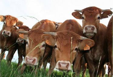 Les éleveurs sont appelés à retenir leurs animaux en
ferme afin d’obtenir de meilleurs prix.