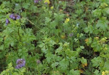 Les agriculteurs ne demandant pas de dérogation, doivent maintenir
le couvert jusqu’au 15 octobre 2022.
