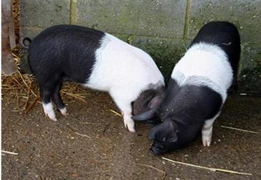 Un cochon nain n’est pas un cochon miniature : il a le gabarit d’un gros chien, il vit vieux et a des besoins pécifiques à
son espèce.