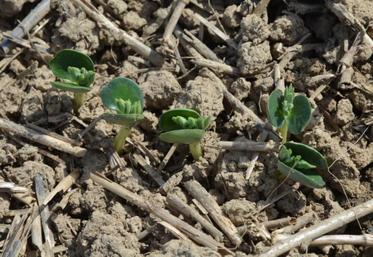 Eviter les sols calcaires, le lupin est très sensible au calcaire actif.