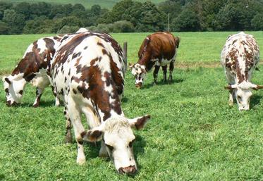 Vaches laitières au pâturage.