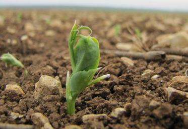 Une bonne implantation suivie d'une levée précoce, homogène et d'une bonne nodulation permettent d'obtenir une culture plus robuste.