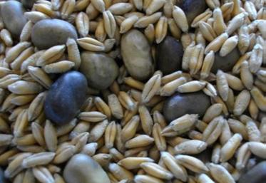 Associer céréales et protéagineux pour l’élevage : rendement sécurisé autour de 40 q/ha, protéagineux contributeurs au rendement.