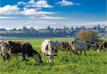 Troupeau de vaches en pâture à Brémontier-Merval.