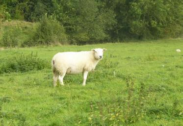 Les animaux peuvent valoriser des espaces non cultivables.
