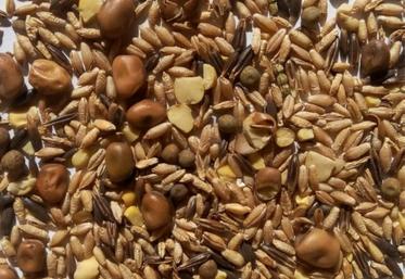 Il est nécessaire d’estimer la valeur alimentaire du méteil car
elle peut varier considérablement selon la part de protéagineux
récoltés.