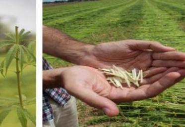 De la biomasse au champ à la fibre finie en circuit ultra court ? Rendez-vous en 2025...