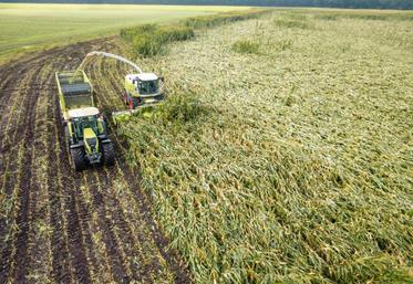 Les récoltes ont déjà été effectuées sur des parcelles du
sud à indice ultra précoce (<200).