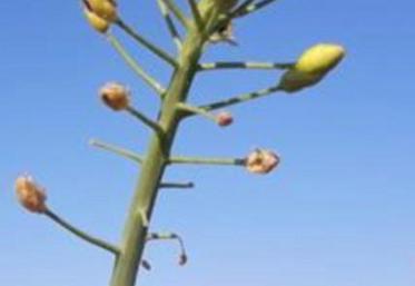 Méligèthes sur colza