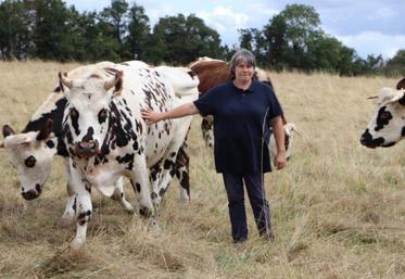 Béatrice Despres est installée au sud de Caen en bœuf de race Normande.