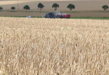 Les parcelles du nord-ouest dont la récolte a été différée en raison de pluies importantes et répétées, verront leur poids spécifique dégradé.