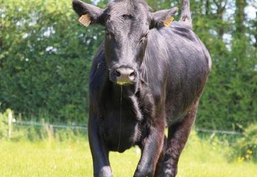 « Nous avons besoin de vaches, de brebis et de chèvres si nous voulons conserver nos prairies, utiles à la lutte contre le changement climatique et la protection de la biodiversité », plaide le manifeste.
