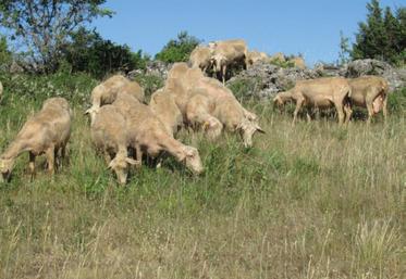 En faisant pâturant les surfaces pastorales aux brebis et agnelles, Caroline et Alain Compan économise sur les intrants tout en entretenant les espaces ouverts.