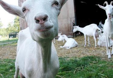 L’herbe représente 40 % de la ration des chèvres dans le
grand ouest.