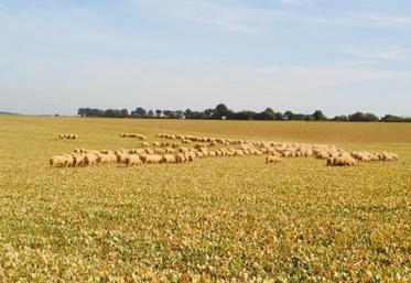 Les couverts sont semés le plus tôt possible après la
moisson.