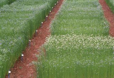 Depuis deux ans, Arvalis suit un réseau de 77 parcelles sur lesquelles est étudiée la vitesse de croissance du lin.