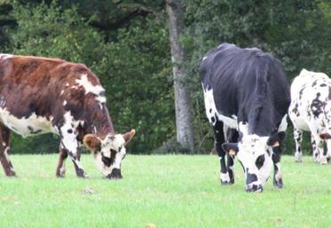Ce rapport ne manque pas d'interroger sur l'objectif recherché par les magistrats : détruire la filière lait et viande et les aménités positives liées à ces productions ?