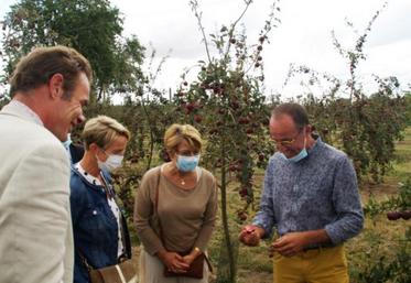 Dans le verger de pommes à cidres servant à la production
de cidre rosé : Eric Doré, exploitant bénéficiaire et accueillant la visite, Clotilde Eudier et Nathalie Lamarre de la Région et Gilles Lievens, président de la chambre d'Agriculture de l'Eure.