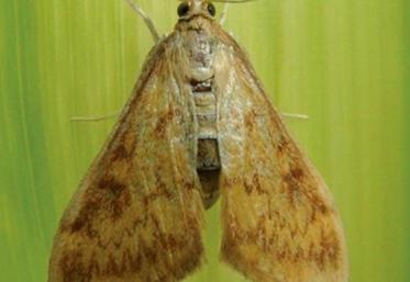 La pyrale peut avoir
une forte incidence sur le
rendement et la qualité du maïs,
en grain comme en fourrage.