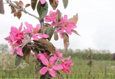 Fleurs du pommier produisant la variété rouge de Ruiz.