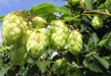 Cônes femelles de houblon.