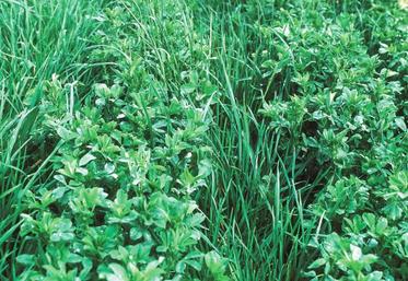 Pour les années futures, l’éleveur peut repenser son système fourrager en choisissant des espèces mélangées.