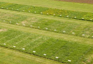 Les espèces sont sélectionnées pour leur productivité,
leur valeur alimentaire et leur appétence. Les résultats
des observations sont communiqués sur herbe-book.org.