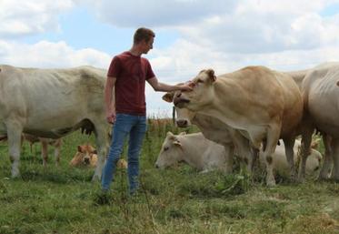 40 hectares non labourables sont réservés au pâturage des Blondes d'Aquitaine à Serquigny.