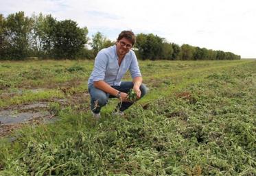 Valentin Raoul, gérant associé de Normandie Arômes, dans son champ de monarde fistuleuse, reconnue comme antibactérienne ou antivirale en aromathérapie. Il va déposer d'ici quelques mois sa propre variété de monarde, 100 % adaptée génétiquement au plateau de Saint-André.