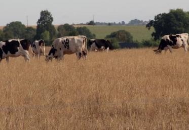 La baisse de la production cumulée des prairies permanente
est estimée à 21 %, ce qui suscite un certain nombre d'inquiétudes
pour l'alimentation des animaux cet automne et cet hiver.