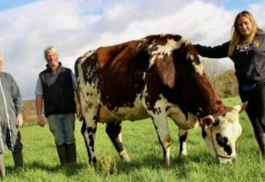 Oreillette, égérie de la 60e édition du Salon international de l’agriculture, entourée de François, Didier et Lucie Foucault, installés à Briouze dans l’Orne.