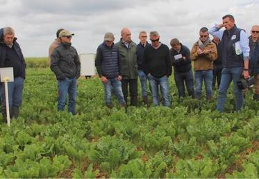 Les FPE constituent l'un des projets du PNRI vers des solutions opérationnelles contre la jaunisse. 62 agriculteurs betteraviers et 7 lycées agricoles impliqués mettent des parcelles entières à disposition de la recherche.
