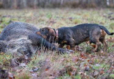 La maladie d’Aujeszky peut se transmettre du sanglier au chien
par les viscères contaminés ingérés.
