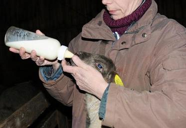 Un agneau orphelin placé en allaitement artificiel sera moins stressé s’il est caressé par l’éleveur de moutons que s’il est seul à boire à la tétine.
