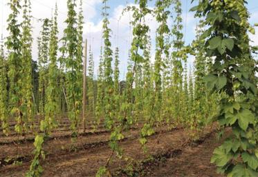 Une visite d’houblonnière a été organisée par Houblons de Normandie vendredi 2 septembre à Touffréville.