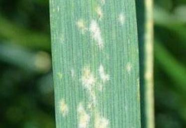 Duvet blanc d’oïdium sur feuille de blé tendre.